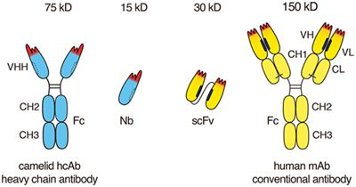 Nanobodies and Nanobody-Based Human Heavy Chain Antibodies As Antitumor Therapeutics